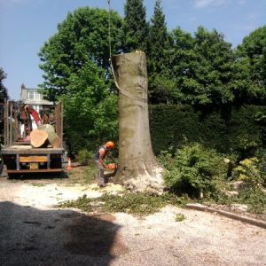Large Beech Tree Removal Due To A Disease